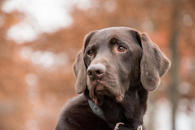 Understanding Prong Collars: Mechanism and Design