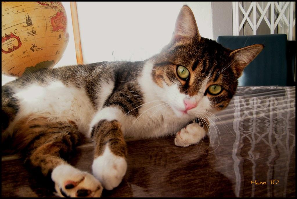 Creating a Safe and Comforting Environment for Your Pet