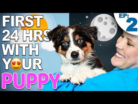 Expert Tips for ⁢Transitioning Your​ Puppy to a New Routine