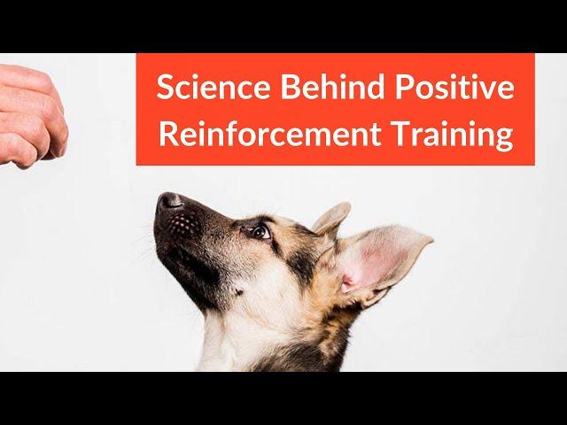 Using Positive Reinforcement to Encourage⁤ Quiet Behavior