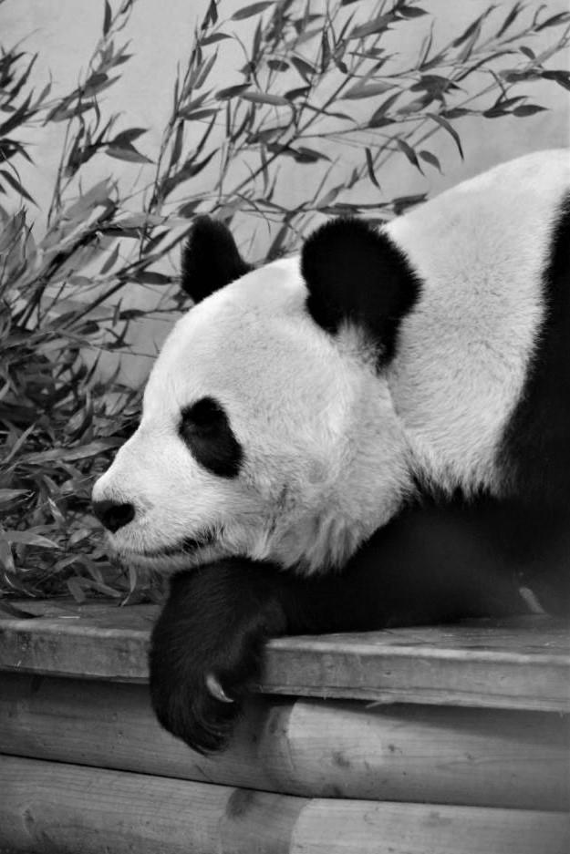 Understanding Canine Social Cues in Busy Environments