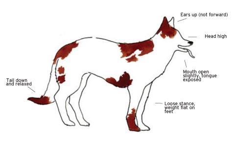 Understanding Canine Behavior in Crowded Environments