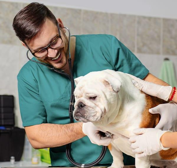 Techniques for a ‍Stress-Free Veterinary Experience