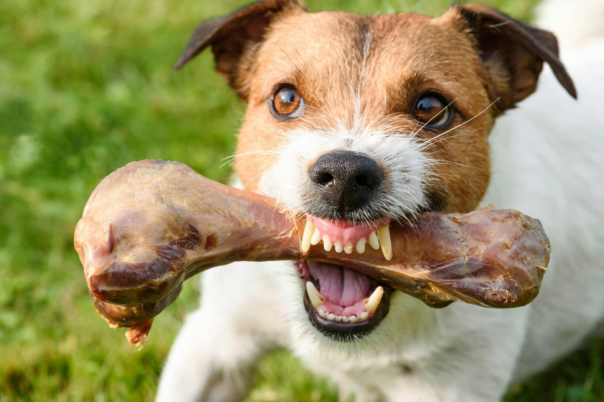 Understanding the Root Causes of Food Aggression in Dogs