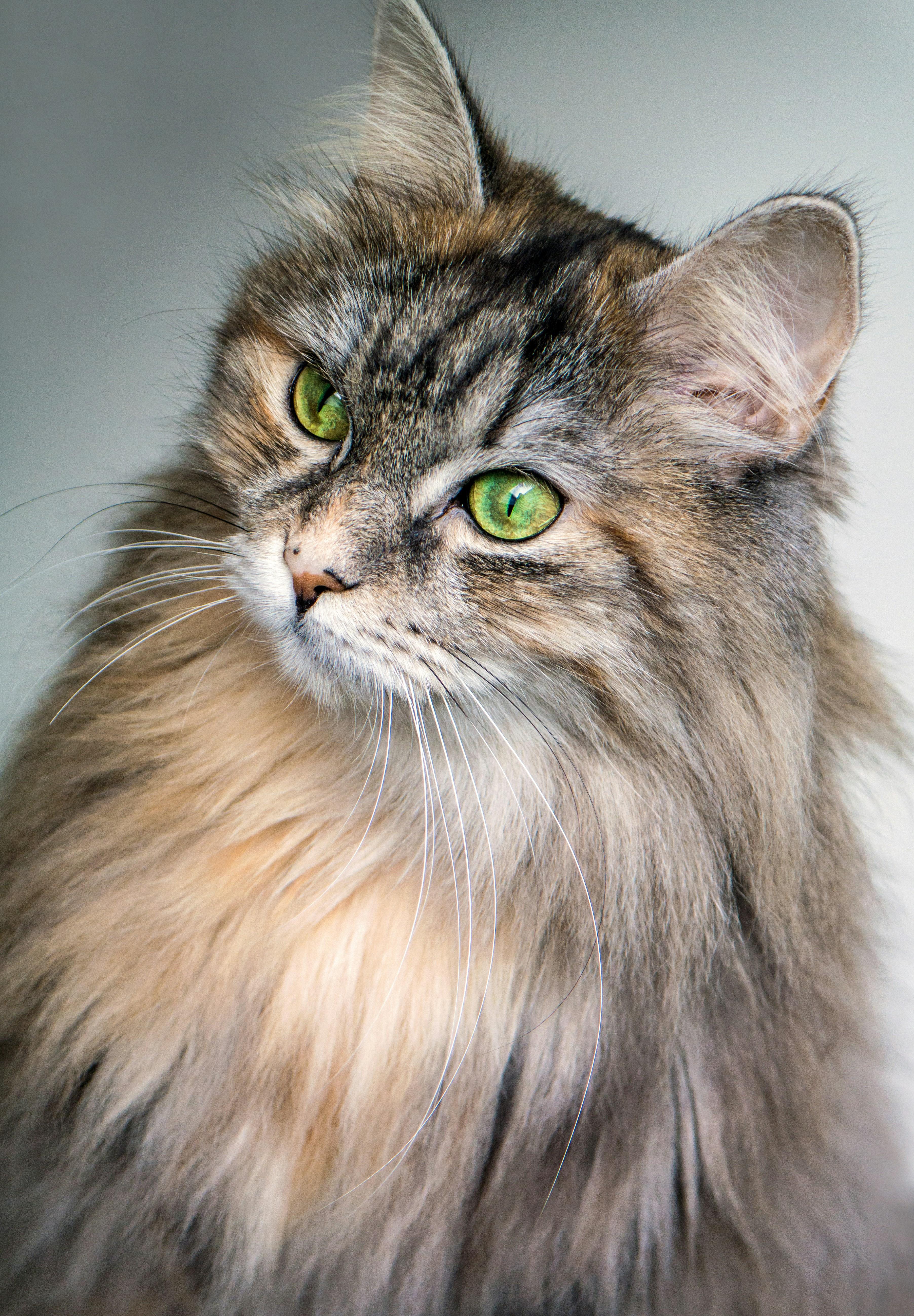 Creating a Safe and Calm Environment for Your Pet