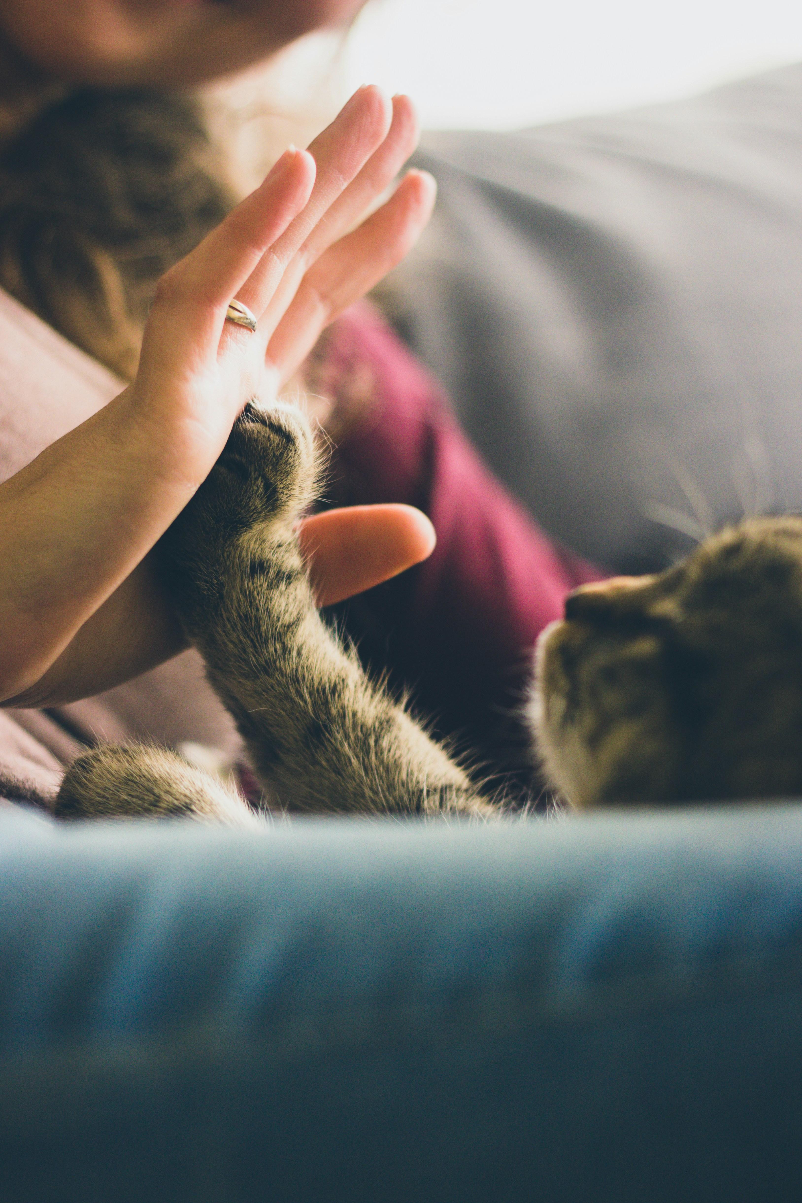 Creating a Safe and Nurturing Environment for Your Furry Friend