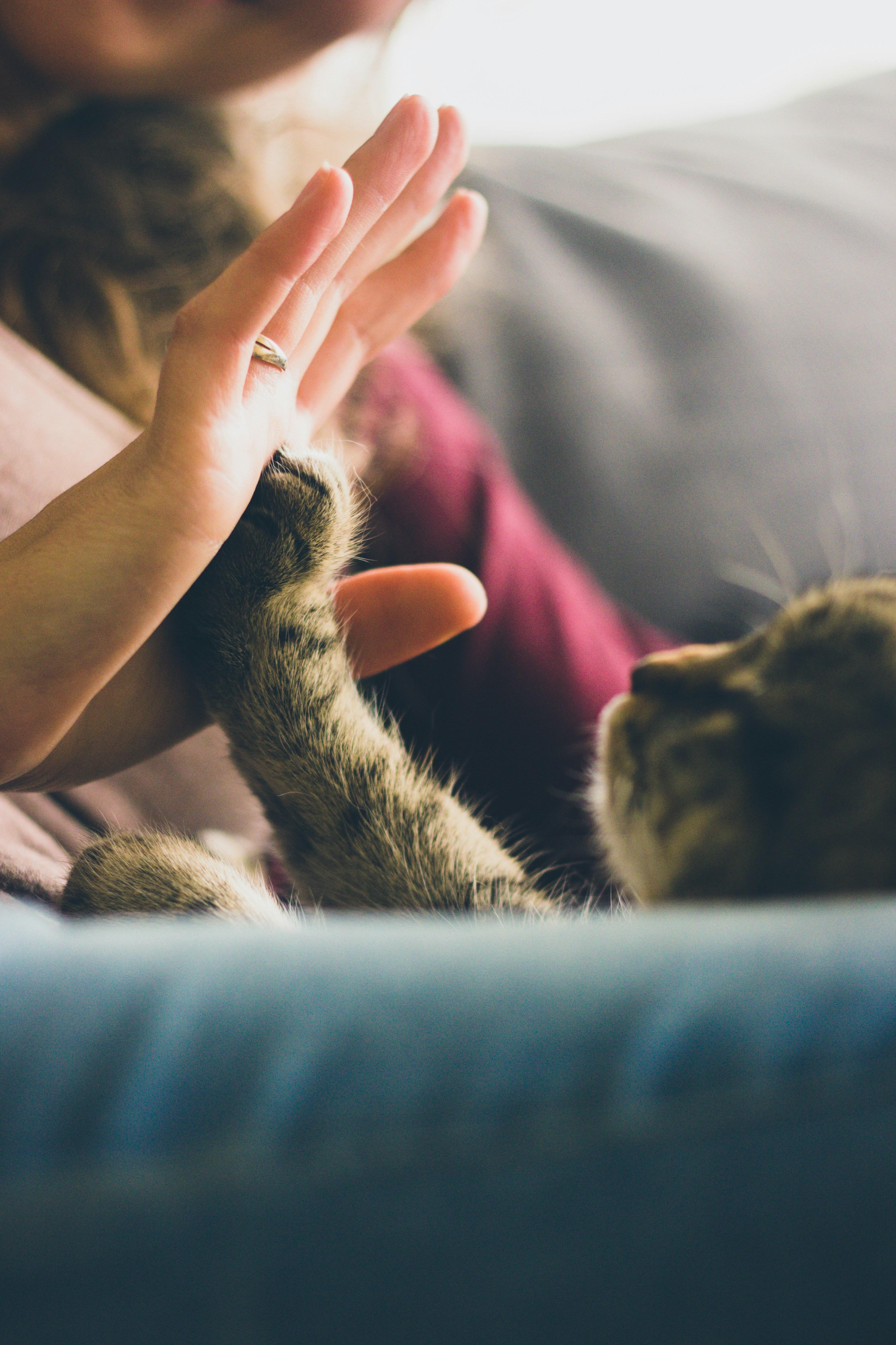 Creating a Calm Environment for Your Pet