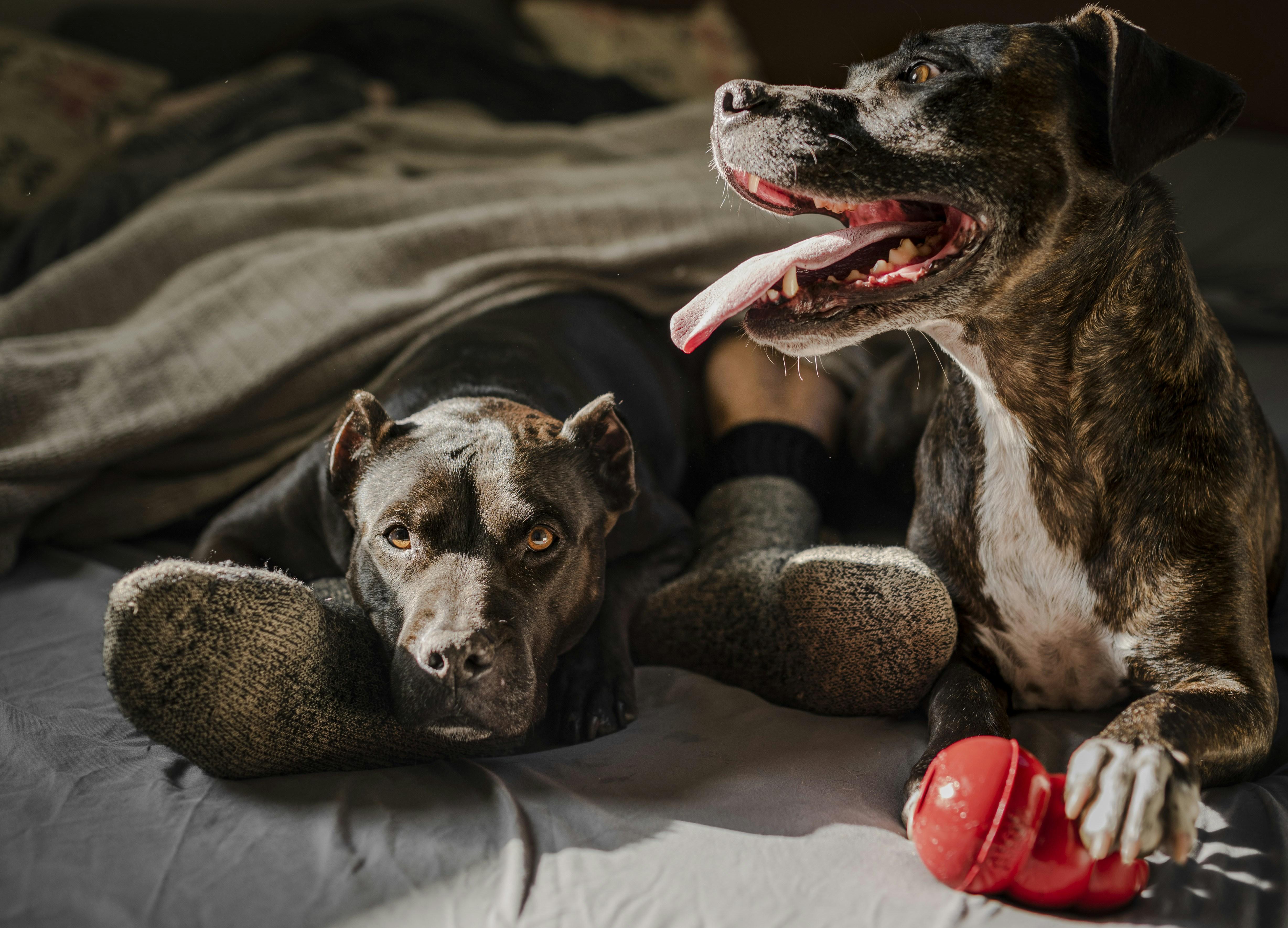 Effective Techniques for Calming Aggressive Dogs