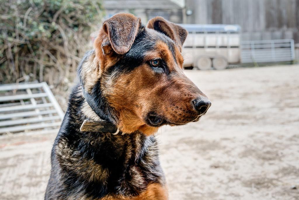 Balancing Treats and Training for a Well-Mannered Pet