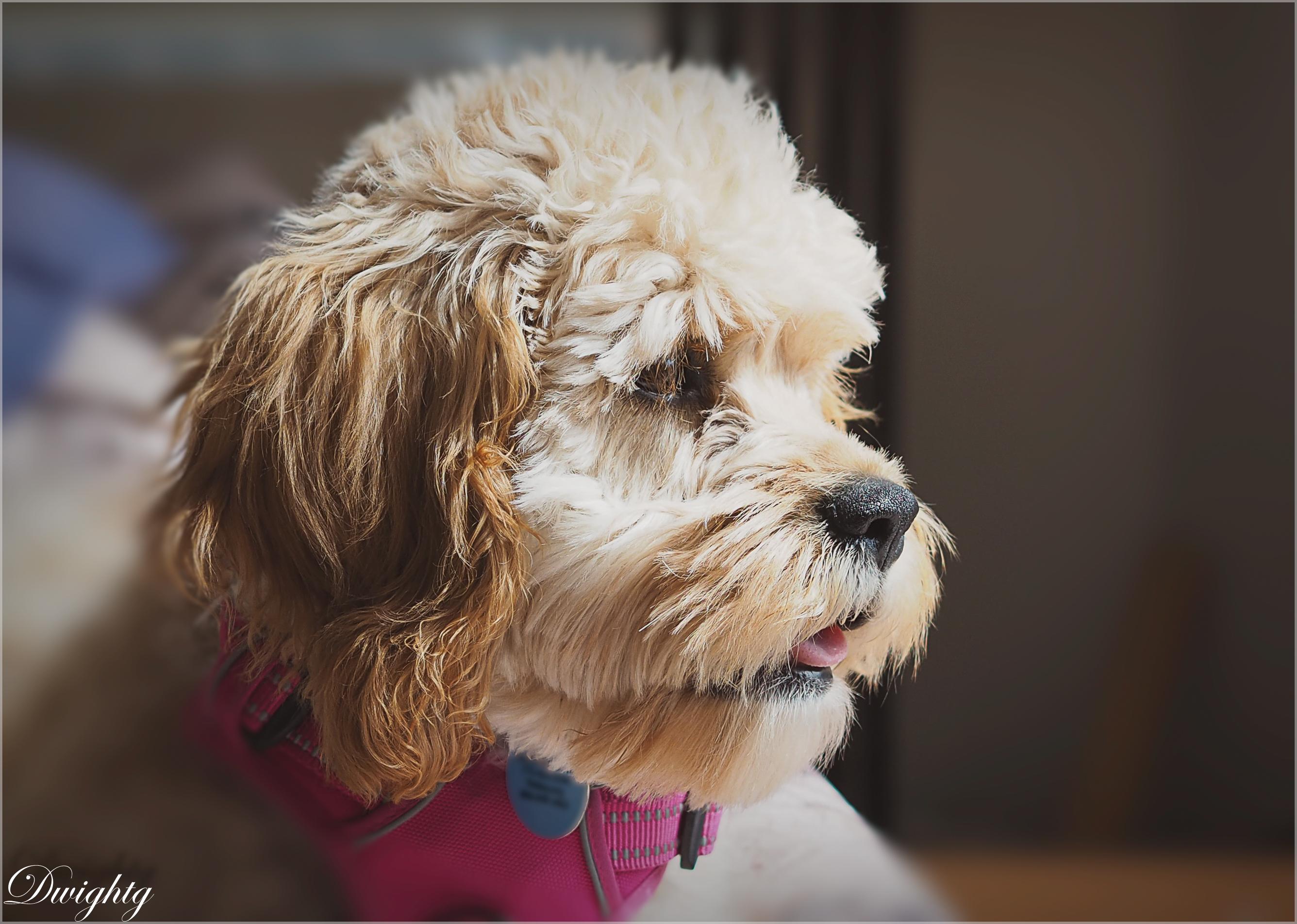 Implementing Positive Reinforcement Techniques