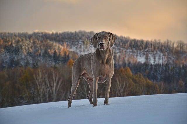 Understanding the Root Causes of Canine Aggression