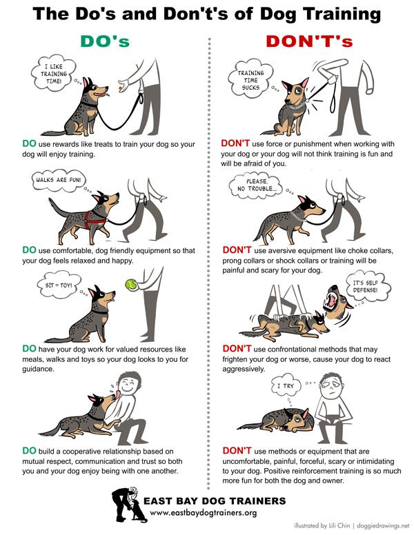 Evaluating the Effectiveness of Positive Reinforcement Versus Leash Corrections