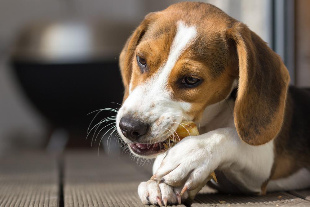 Implementing Environmental Changes to Prevent Chewing