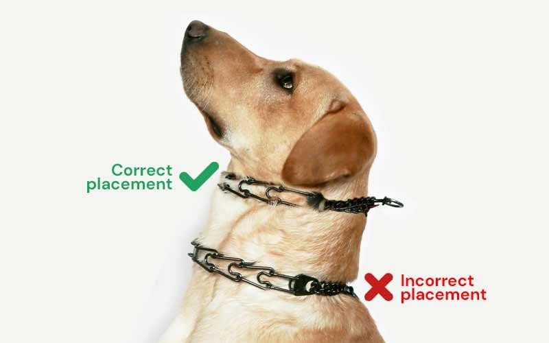 Best Practices for Implementing Leash Corrections Safely