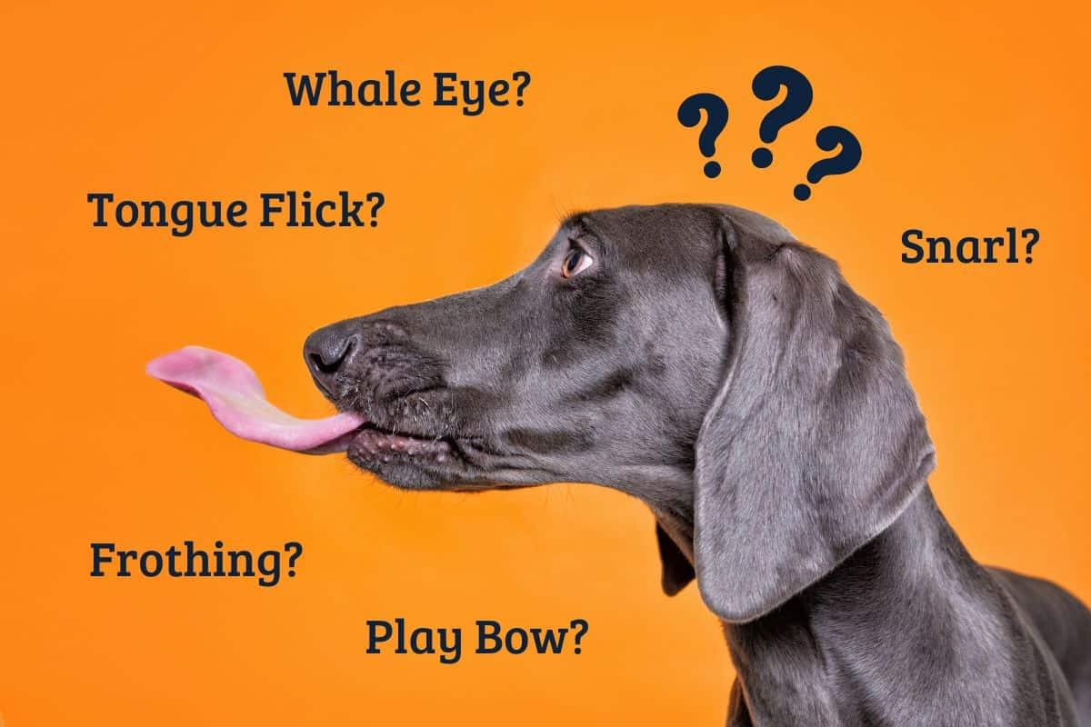 Understanding Canine Communication: The Key to Peaceful Introductions