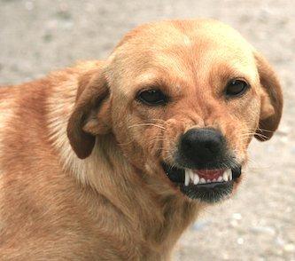 Understanding Canine Aggression and Its Causes