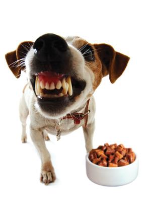 Strategies for Managing Food Aggression in Pets