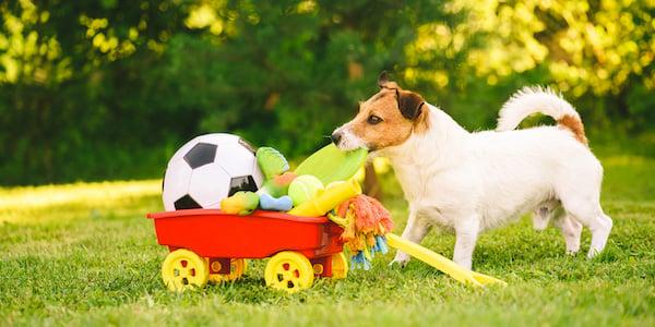 Utilizing Environmental Enrichment to Alleviate Anxiety Symptoms