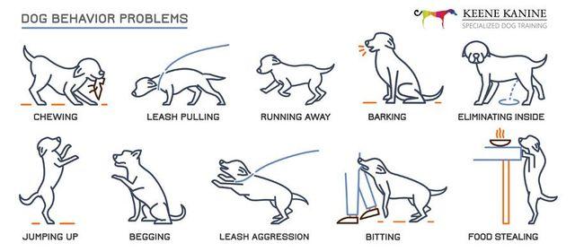 Understanding Canine Behavior for Effective Off-Leash Training