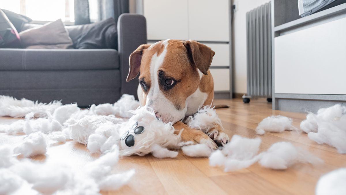 Behavioral Changes:⁣ Recognizing the Signs‌ of Stress in Pets