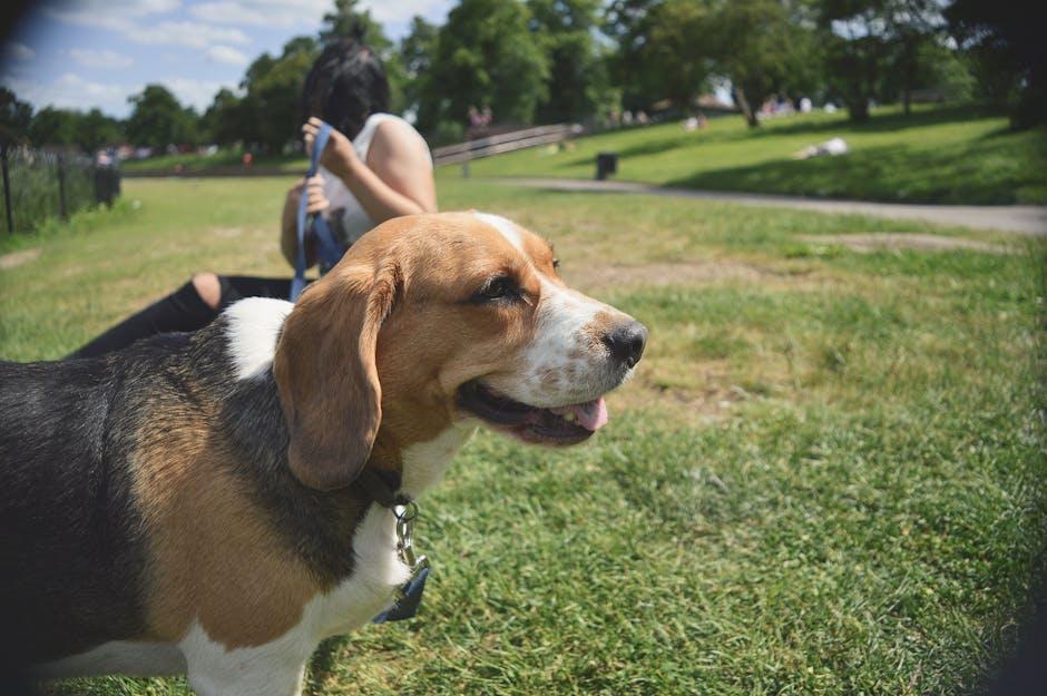 Recommendations for Ensuring Positive Off-Leash Experiences